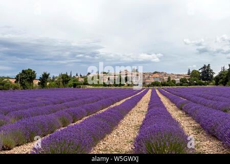 Typical village in Southern France at blooming season, Landscape with vibrant purple Lavender field and small old houses Stock Photo