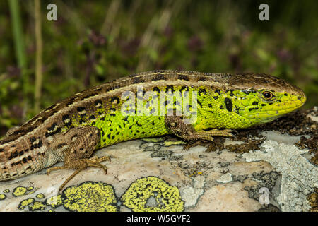 Balkan green lizard Stock Photo