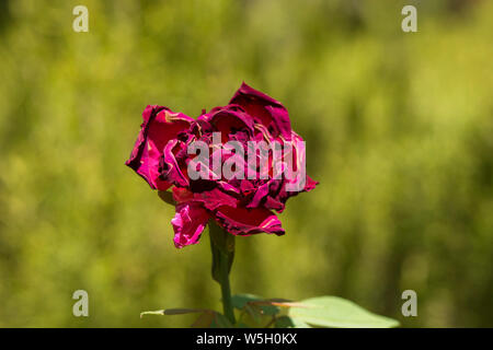 A wilted red rose in garden. Stock Photo