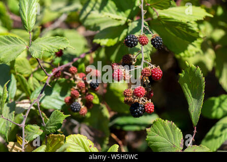 Wild Blackberry fruit growing on plant, Rubus fruticosus, Blackberries, Spain. Stock Photo