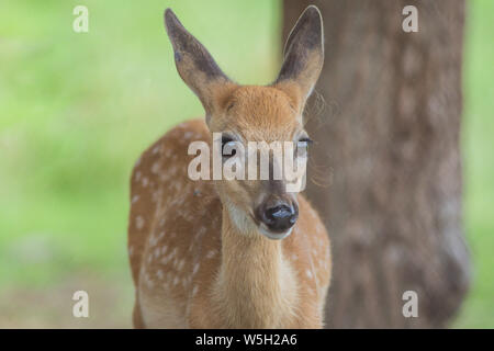 Young deer, Cervidae, on a sunny summer afternoon Stock Photo