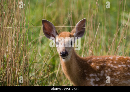 Young deer, Cervidae, standing in grass on a sunny summer afternoon Stock Photo