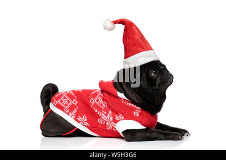 Side view of a curious pug curiously looking upwards while wearing a Santa Claus hat and a Christmas jacket, lying down on white studio background Stock Photo