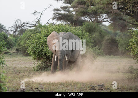 Elephant kicking up dust in Amboseli National Park, Kenya, East Africa, Africa Stock Photo