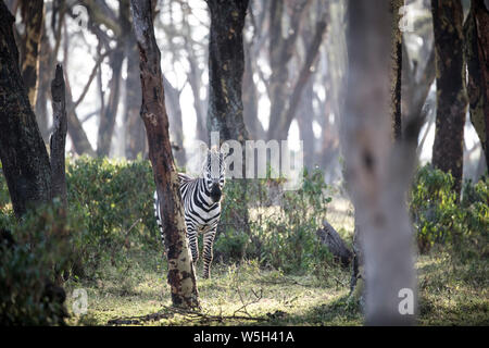 Zebra in early morning. Crescent Island Game Sanctuary, Lake Naivasha, Great Rift Valley, Kenya, East Africa, Africa Stock Photo