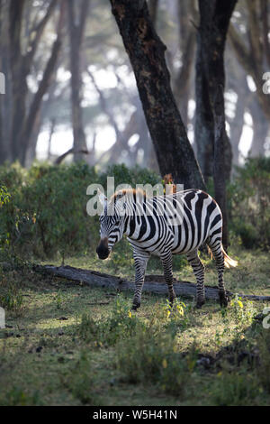 Zebra in early morning. Crescent Island Game Sanctuary, Lake Naivasha, Great Rift Valley, Kenya, East Africa, Africa Stock Photo