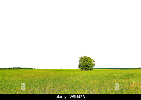 Green field with rye and lonely tree isolated on white background. Stock Photo
