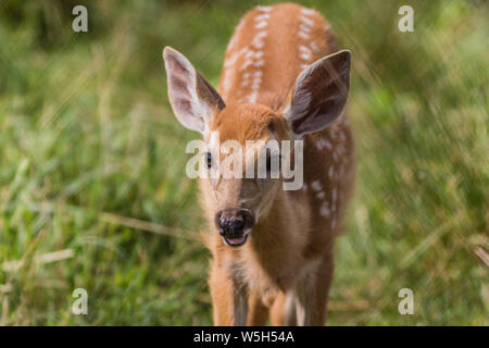 Young deer, Cervidae, standing in grass on a sunny summer afternoon Stock Photo