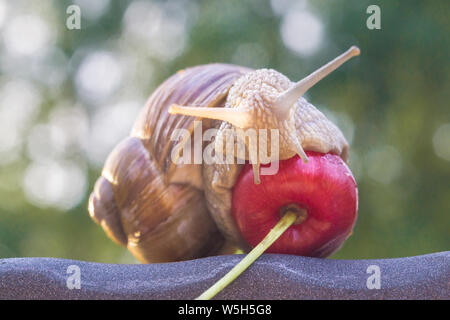 Macro photo shoot of a huge snail with red juicy cherry Stock Photo