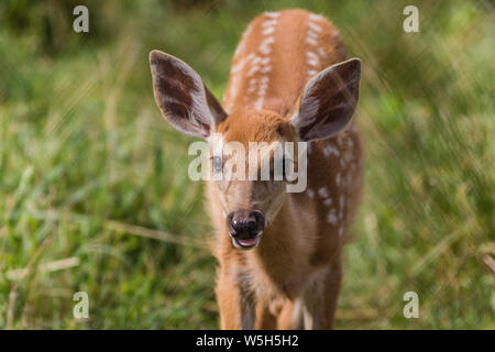 Young deer, Cervidae, standing in grass on a sunny summer afternoon Stock Photo