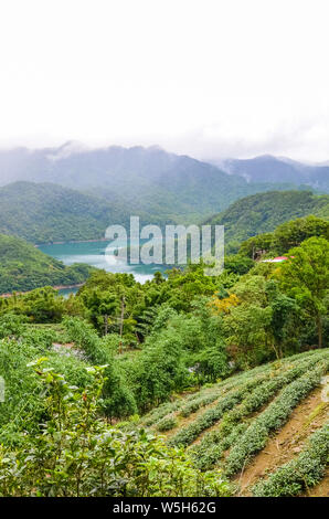 Vertical picture of tea plantation on slope by Thousand Island Lake surrounded by tropical trees and forest, Taiwan, Asia. Foggy landscape, moody weather. Taiwan nature. Oolong tea plantations. Stock Photo