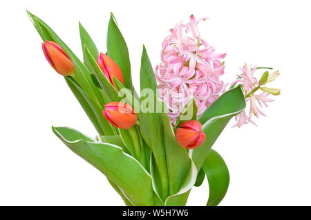Tulips flowers and pink hyacinth isolated on white background Stock Photo