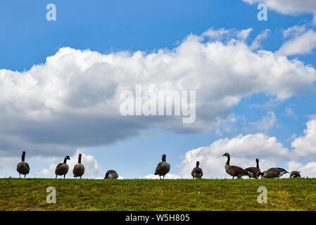 Walthamstow Wetlands, London, UK. 29th July 2019. Sunny and warm at Walthamstow Wetlands. Credit: Matthew Chattle/Alamy Live News Stock Photo