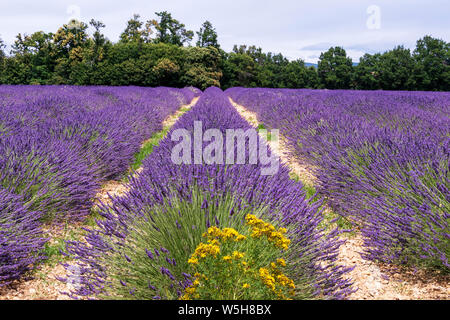 Lavender lines in Provence fields in the south of France at blooming season. Popular tourist attraction in summer Europe Stock Photo