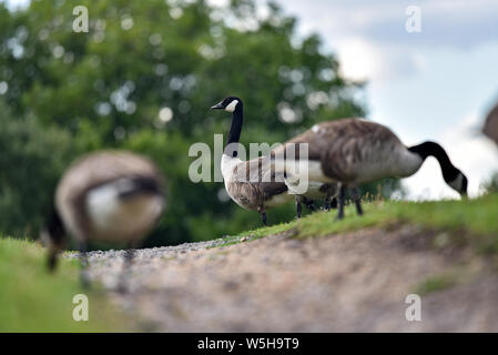 Walthamstow Wetlands, London, UK. 29th July 2019. Sunny and warm at Walthamstow Wetlands, Canada geese grazing. Credit: Matthew Chattle/Alamy Live News Stock Photo