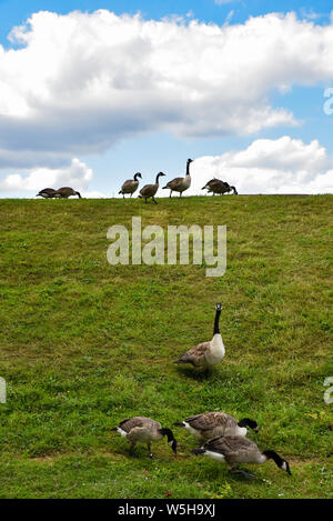 Walthamstow Wetlands, London, UK. 29th July 2019. Sunny and warm at Walthamstow Wetlands, Canada geese grazing. Credit: Matthew Chattle/Alamy Live News Stock Photo