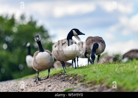 Walthamstow Wetlands, London, UK. 29th July 2019. Sunny and warm at Walthamstow Wetlands, Canada geese grazing. Credit: Matthew Chattle/Alamy Live News Stock Photo