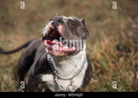 Jolly Amstaff sunbathing and happily panting with its tongue exposed while sitting on outdoor background Stock Photo