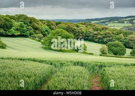 A beautiful field of Barley at the edge of a colourful woodland with long reaching views across rural Cornwall on an overcast but warm summers day. Stock Photo