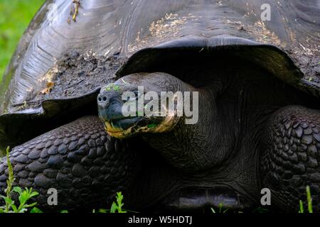 Closeup of a snapping turtle on a grassy field Stock Photo