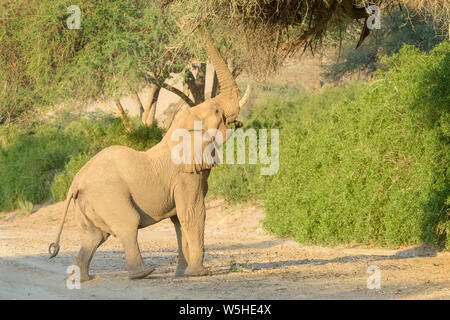 African Elephant, Desert-adapted Elephant (Loxodonta africana) eating leaves and twigs of acacia tree, Kaokoland, Hoanib desert, Namibia Stock Photo