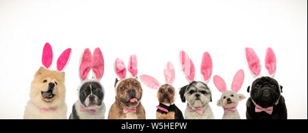 funny group of puppies wearing bunny ears for easter holiday on white background Stock Photo