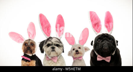 team of four cute little dogs wearing bunny ears for easter, on white background Stock Photo