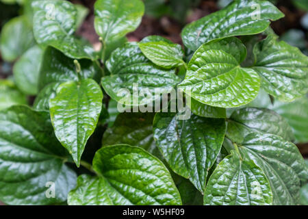 Close up fresh betel leaves is bush. Stock Photo