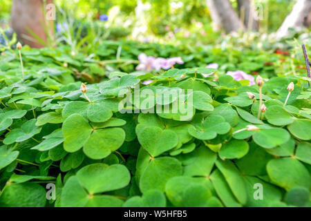 Bear Clover Leaves as Green background with three-leaved shamrocks. St. Patrick's day background, holiday symbol. Trefoil grass on summer garden Stock Photo