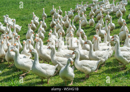 Huge herd of white geese on the green meadow of a geese farm Stock Photo