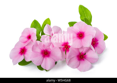 Madagascar periwinkle flowers isolated on white background Stock Photo