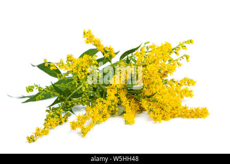 Tall goldenrod  (Solidago gigantea) flowers isolated on white Stock Photo