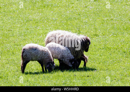 sheep eating in the grass Stock Photo