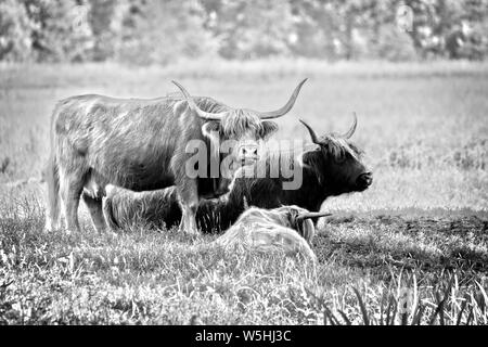 Highland cattle cows family on pasture, black and white image. Highland cattle cows have long horns and long wavy coats. They originated in the highla Stock Photo