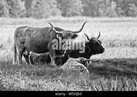 Highland cattle cows family on pasture, black and white image. These animals have long horns and long wavy coats. They originated in the highlands and Stock Photo