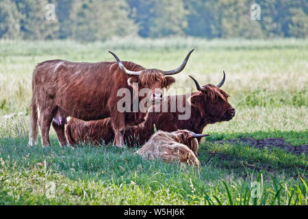 Highland cattle cows family on pasture. These animals have long horns and long wavy coats. They originated in the highlands and western isles of scotl Stock Photo