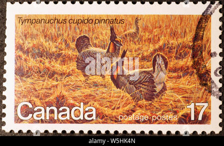 Greater prairie chickens on canadian postage stamp Stock Photo