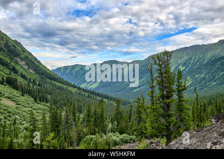 Dark coniferous mountain taiga in Eastern Siberia. Fancy Siberian pine grows on granite slab. Sayan mountains. Tuva Stock Photo