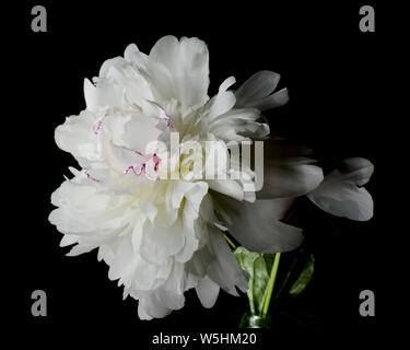 Big bright peony against black backdrop. Dark moody floral background. Stock Photo
