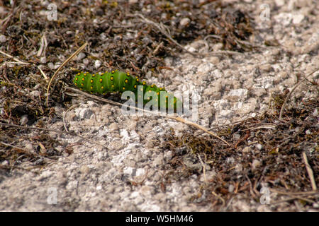emperor moth Caterpillar on Bodmin Moor Stock Photo
