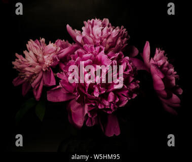 Big bright peony against black backdrop. Dark moody floral background. Stock Photo