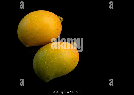 Delicious naturally ripened mangoes, green and yellowish sweet juicy mango or aam. Isolated on Black background. Stock Photo