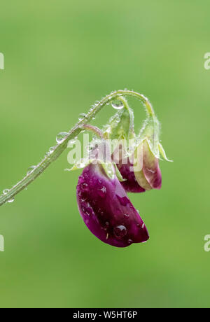 Purple coloured Sweet Pea flowers covered in raindrops Stock Photo
