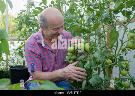 Hispanic senior farmer checking his tomatoes in a hothouse Stock Photo