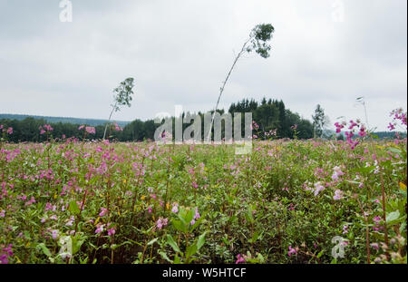 Silberborn, Germany. 29th July, 2019. Two birches stand on a reforested area of the Lower Saxony State Forests in Solling in the district of Holzminden. New trees are to be planted in Lower Saxony's forests in order to strengthen the reduction of the climate-damaging greenhouse gas CO2. This was demanded by state politicians of CDU and SPD. Credit: Julian Stratenschulte/dpa/Alamy Live News Stock Photo