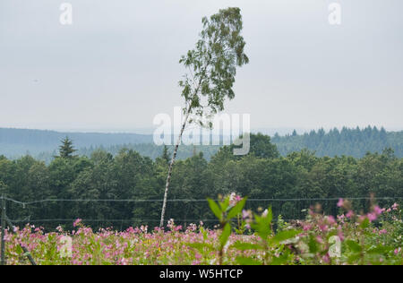 Silberborn, Germany. 29th July, 2019. A birch tree stands on a reforested area of the Lower Saxony State Forests in the Solling district of Holzminden. New trees are to be planted in Lower Saxony's forests in order to strengthen the reduction of the climate-damaging greenhouse gas CO2. This was demanded by state politicians of CDU and SPD. Credit: Julian Stratenschulte/dpa/Alamy Live News Stock Photo