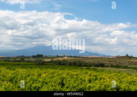 Landscape with orange and lemon trees plantations and view on Mount Etna, Sicily, agriculture in South Italy Stock Photo