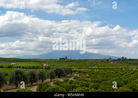 Landscape with orange and lemon trees plantations and view on Mount Etna, Sicily, agriculture in South Italy Stock Photo