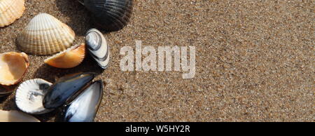 different seashell lie on the sandy beach Stock Photo