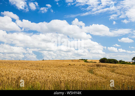 Wheat fields on a bright summer day in the Vale of Glamorgan in July, south Wales Stock Photo